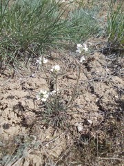 Erysimum leucanthemum