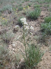 Erysimum leucanthemum