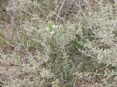 Erysimum leucanthemum