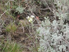 Erysimum leucanthemum
