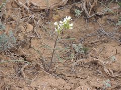 Erysimum leucanthemum