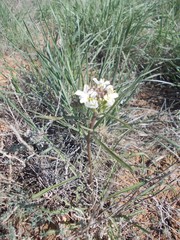 Erysimum leucanthemum