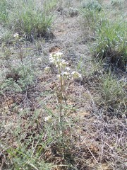Erysimum leucanthemum
