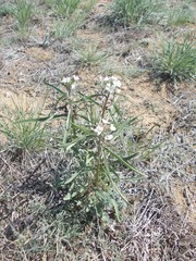Erysimum leucanthemum