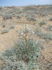 Erysimum leucanthemum
