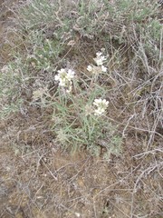 Erysimum leucanthemum