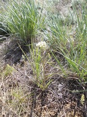 Erysimum leucanthemum