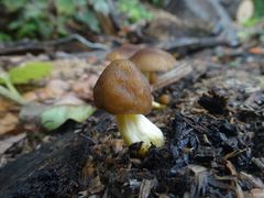 Pluteus romellii