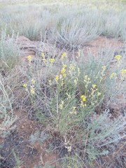 Erysimum quadrangulum