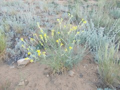 Erysimum quadrangulum