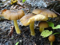 Pluteus romellii