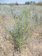 Erysimum quadrangulum