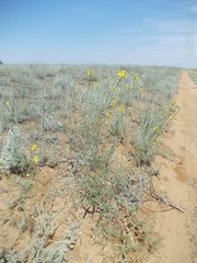 Erysimum quadrangulum