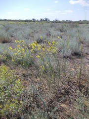 Erysimum quadrangulum