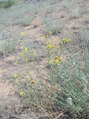Erysimum quadrangulum