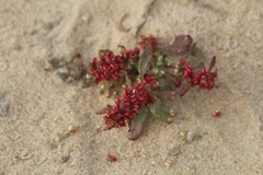 Rumex ucranicus