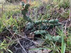 Opuntia drummondii