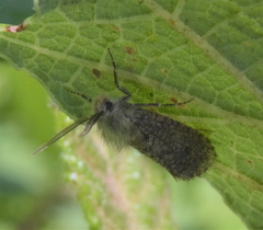 Acrolophinae