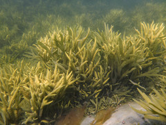 Fucus distichus edentatus