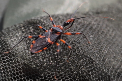 Havinthus rufovarius