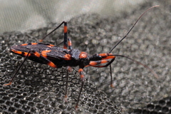 Havinthus rufovarius