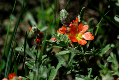 Sphaeralcea coccinea