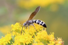 Dielis plumipes