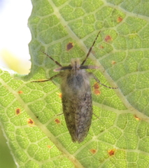 Acrolophinae