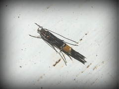 Cosmopterix macrula