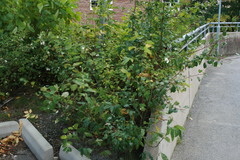 Symphoricarpos albus