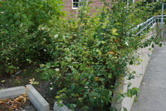 Symphoricarpos albus