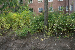 Symphoricarpos albus