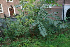 Ulmus glabra