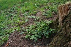 Aegopodium podagraria