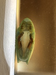 Boana albomarginata