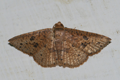 Striglina duplicifimbria