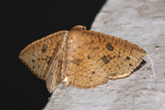 Striglina duplicifimbria