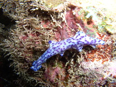 Pseudoceros laingensis