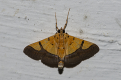 Endocrossis flavibasalis