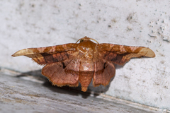 Hypolamprus emblicalis