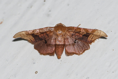 Hypolamprus emblicalis