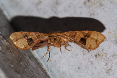 Hypolamprus emblicalis