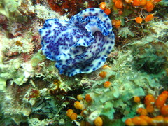 Pseudoceros laingensis