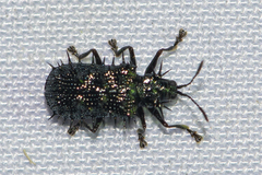 Dicladispa armigera