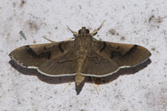 Omiodes barcalis