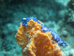 Pseudoceros laingensis