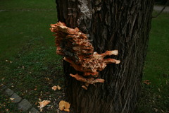 Laetiporus sulphureus