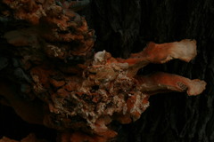 Laetiporus sulphureus
