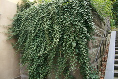 Hedera helix