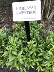 Sarcococca hookeriana